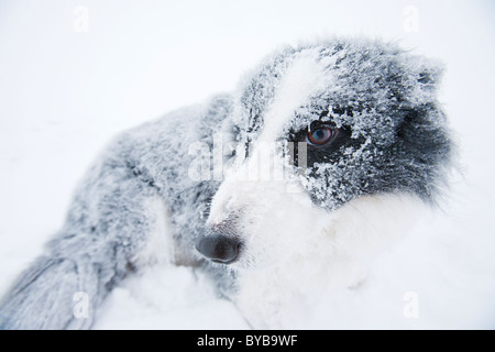 Ein Border-Collie bedeckt in Raureif auf dem Gipfel des roten Geröllhalden im Lake District in einem weißen. Stockfoto