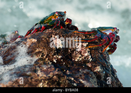 rote Felsen-Krabben in La Bombilla, La Palma, Kanarische Inseln, Spanien Stockfoto