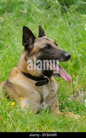 Porträt von einer belgischen Schäferhund sitzen in der Wiese Stockfoto