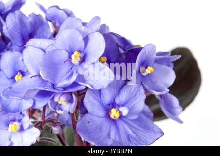 Veilchen Viola Blumen isoliert auf weißem Hintergrund mit Textfreiraum Stockfoto