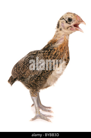 Bantam Pekin Huhn stehend in einem studio Stockfoto