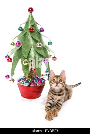 Bengal Kätzchen mit Weihnachtsbaum-Porträt in einem studio Stockfoto