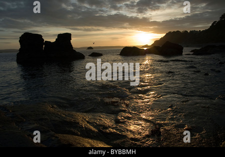 Vogel fliegt West in Sonnenuntergang in Torquay Stockfoto