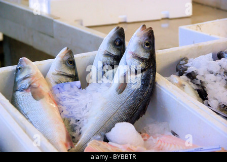 Fisch Auf Eis - Fischen auf Eis 03 Stockfoto