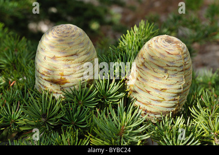 Frischen Kegel mit einer Zeder (Cendrus Libani), Chouf Cedar Reserve, Unesco Biosphäre-Reserve, Libanon, Nahost, Westasien Stockfoto