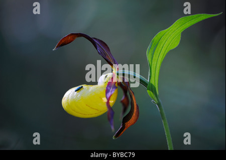 Frauenschuh (Cypripedium Calceolus), Blume auf der Rückseite Licht, Biosphaerengebiet sch.ools.it Alb Biosphärenreservat Schwäbische Alb Stockfoto