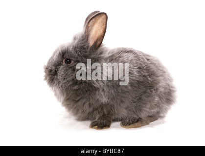 junge graue Kaninchen Oryctolagus Cuniculus sitzt in einem studio Stockfoto