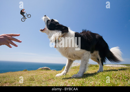 Ein Border-Collie Hund warten auf einen Stock auf den kornischen Klippen in der Nähe von Lands End, mit einem springenden Trick Radfahrer. Stockfoto