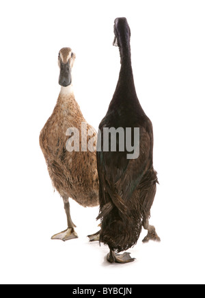 paar indische Läufer Erwachsenen Enten stehen in einem studio Stockfoto