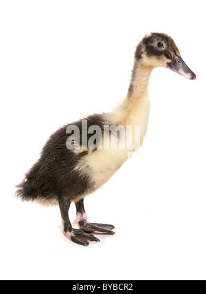 Indian Runner Baby Entlein stehend in einem studio Stockfoto