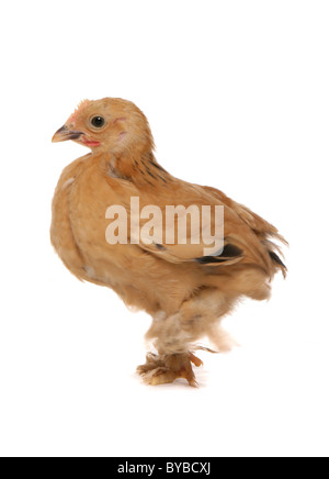 Bantam Buff Pekin Huhn stehend in einem studio Stockfoto