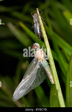 Tropischen Libelle aus Nymphe Stadium, Costa Rica Stockfoto