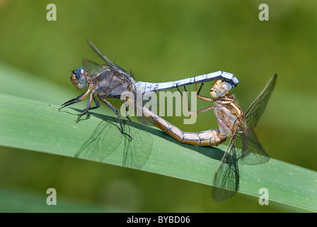 Gekielt Skimmer Libellen "Orthetrum Coerulescens" Paarung, Portugal Stockfoto