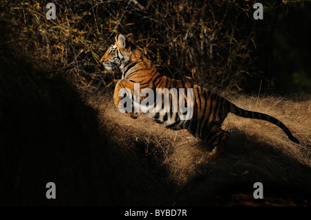 7 Monate alten weiblichen Bengal Tiger Cub springenden spielen in Licht und Schatten in Bandhavgarh Tiger Reserve, Indien Stockfoto