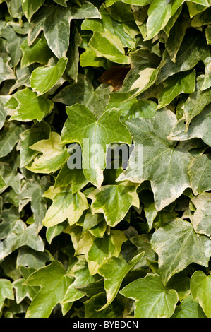 Wand des Efeus Stockfoto