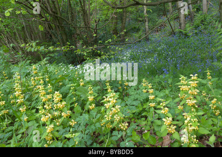 Gelbe Erzengel (lamiastrum galeobdolon) unter den glockenblumen (endymion non-skriptingunterbrechung) und grössere Sternmiere (Stellaria holostea). Stockfoto