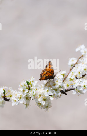 Kleiner Fuchs (Nymphalis sp) Schmetterling auf einem Zweig der weißen Prunus Blumen Stockfoto