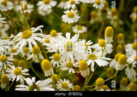 Weiße Ochsenaugen-Gänseblümchen mit ihren gelben Zentren wachsen wild auf der britischen Wiese Stockfoto