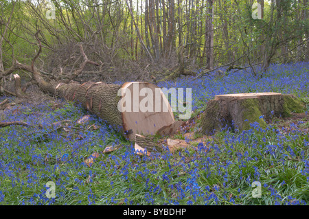 Gefällten Eiche (quercus sp.) Bluebell (endymion non-skriptingunterbrechung) Holz. West Sussex, UK. April. Stockfoto