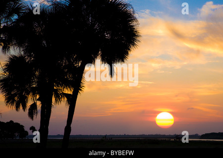 Palmen sind gegen die untergehende Sonne über dem oberen Myakka See im Myakka River State Park, Sarasota, Florida Silhouette. Stockfoto