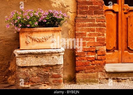 Blumenkasten neben Holz- Tür zu Hause in mittelalterlichen Dorf Castelmuzio in der Nähe von Montisi, Toskana Italien Stockfoto