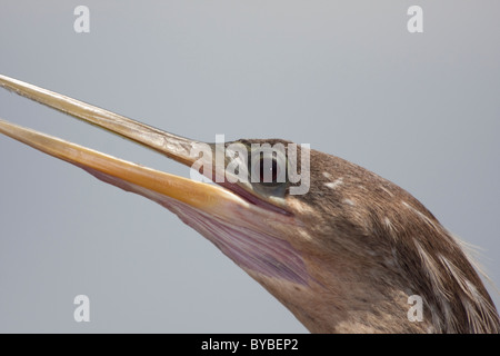 Ahingas sind in großer Zahl auf dem Ahinga Trail im Royal Palm, in der Nähe von Ernest F. Coe Visitor Center in den Everglades Stockfoto