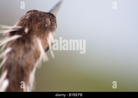 Ahingas sind in großer Zahl auf dem Ahinga Trail im Royal Palm, in der Nähe von Ernest F. Coe Visitor Center in den Everglades Stockfoto