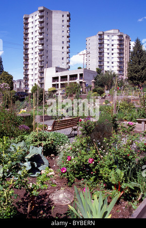 Gemeinschaftsgarten, Stadtgärten, North Vancouver, BC, Britisch-Kolumbien, Kanada - nachhaltige Stadt Gartenarbeit Zuteilung, Frühling Stockfoto