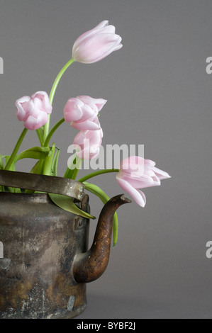 Rosenstrauss rosa Tulpen in einem alten Wasserkocher Stillleben auf grauem Hintergrund Stockfoto