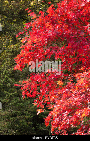 Herbst in den Cotswolds - Acers bei zündeten Arboretum, zündeten Park, Gloucestershire Stockfoto