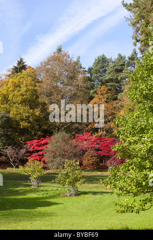 Herbst in den Cotswolds im Batsford Arboretum, Batsford Park, Gloucestershire, Großbritannien Stockfoto