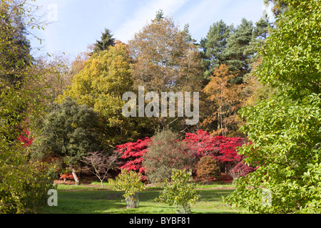 Herbstfarben in den Cotswolds am zündeten Arboretum, zündeten Park, Gloucestershire Stockfoto