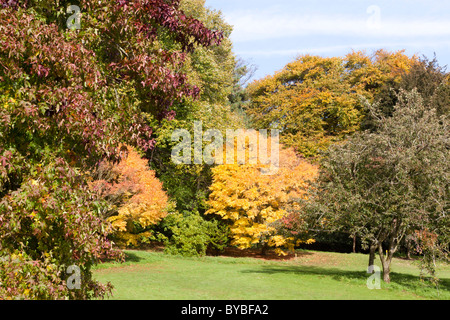 Herbstfarben in den Cotswolds am zündeten Arboretum, zündeten Park, Gloucestershire Stockfoto