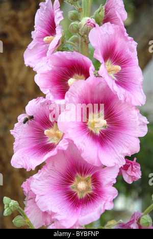 Closeup rosa Stockrosen (Alcea Rosea) Blüten mit einer Honney Biene (Apis) Stockfoto