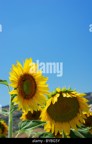 Paar Sonnenblumen in einem Feld unter klaren blauen Himmel (selektiven Fokus auf erste Blume) Stockfoto