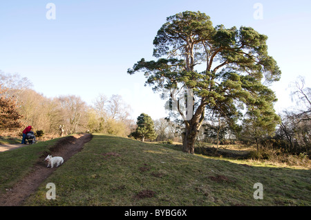 Sherwood Wald im winter Stockfoto