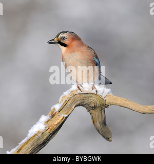 Jay (Garrulus Glandarius), thront, Biosphäre Region Biosphaerengebiet Schwäbische Alb, Baden-Württemberg, Deutschland, Europa Stockfoto