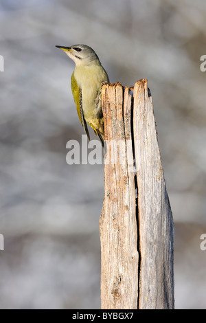 Grauspecht (Picus Canus), weibliche thront auf einer alten Weide Pole, Biosphären-Region Biosphaerengebiet Schwäbische Alb Stockfoto