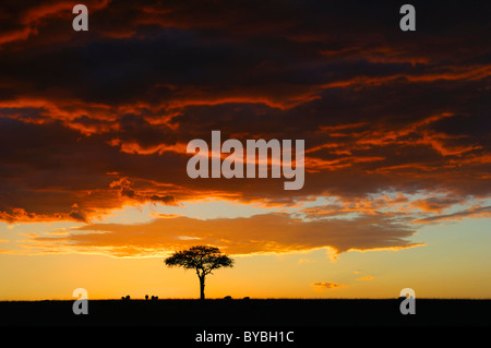 Lichtstimmung, Sonnenuntergang in der Masai Mara National Reserve, Kenia, Afrika Stockfoto