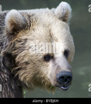 Eurasische Braunbär (Gesicht geschossen) Stockfoto