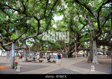 Banyan Tree Courthouse Square Lahaina Maui Hawaii Pacific Ocean Stockfoto