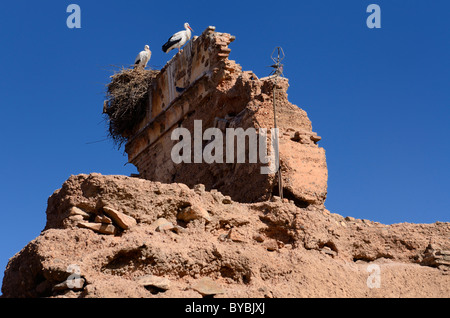 Paar Weißstörche mit einem Stick-Nest auf einer Ruine in der Medina von Marrakesch Marokko Stockfoto