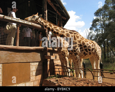 Giraffen am Langata Nature Education Center; Giraffe Manor, Nairobi, Kenia, Afrika Stockfoto