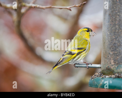 Zeisige (Zuchtjahr Spinus) ernähren sich von einem Garten Feeder in Ambleside, Cumbria, UK. Stockfoto