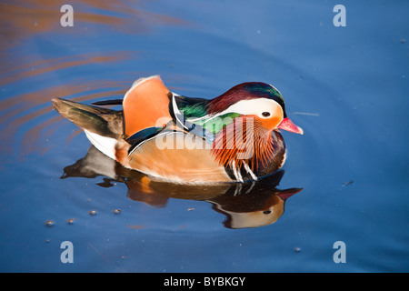 Eine männliche Mandarinente Martin Mere Vogel in der Nähe von Ormskirk, Lancashire, UK zu reservieren. Stockfoto