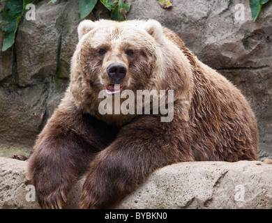 Grizzly Bär (Ursus Arctos Horribilis) im Taronga Zoo in Sydney, als ob sie spricht. Stockfoto