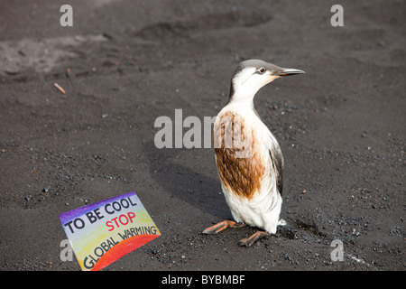 Eine Guillemot (Uria Aalge) bedeckt in Öl auf einem schwarzen vulkanischen Sandstrand bei Vik, an Islands Südküste. Stockfoto