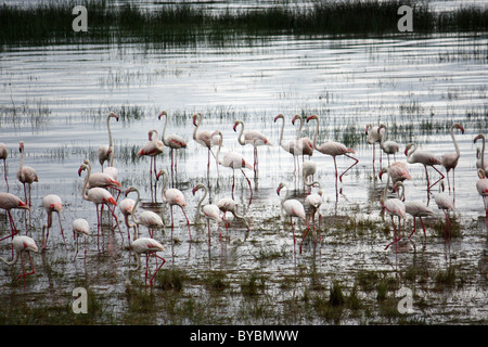 Rosa Flamingos, Lake Nakuru, Kenia Stockfoto