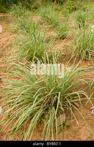 Zitronengras Cymbopogon Citratus wächst in Feld, Zanzibar Stockfoto