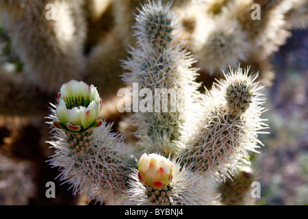 Teddybear Cholla (Cylindropuntia oder Opuntia Bigelovii), Arizona, USA Stockfoto